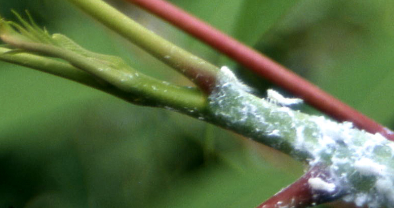 Metcalfa pruinosa (Homoptera, Flatidae)